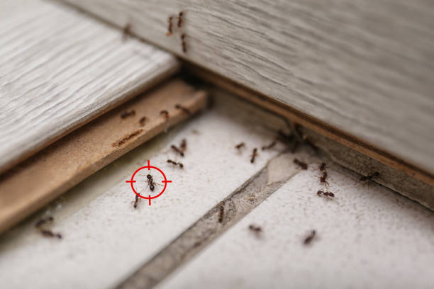 Best Local Pest Control Services  in Gang Mills, NY