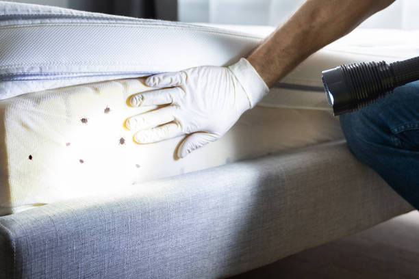 Best Best Pest Control Companies  in Gang Mills, NY