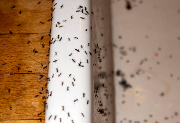 Reliable Gang Mills, NY Pest Control Solutions
